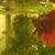 Red Male Siamese Fighting Fish High Grade