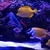 3 x Wild Yellow.Tangs £220