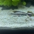 FREE breeding pair Kribensis - Penarth, Cardiff