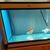 Stunning Cleair Bullnose Congo Glass Fish Aquarium