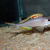 XENOTILAPIA NIGROLABIATA RED PRINCESS F2 - 6 cm 10 pounds each adults 15 pounds 