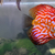 Stendker Discus for Sale