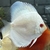 Discus for sale