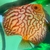 Tank of 4-6 inches Discus Beautiful Examples £250 including equipment