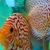 Tank of 4-6 inches Discus Beautiful Examples £250 including equipment