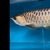 Show Quality F2 Purebreed Malaysian Golden Crossback Arowana