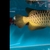 Show Quality F2 Purebreed Malaysian Golden Crossback Arowana