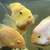 XL Parrot fishes and XL Severum fish for sale