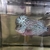 3 Male Flowerhorn for sale