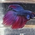 Double and veil tail koi bettas available