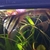 2 x F1 Altum Angelfish