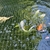 SOLD.   10 large koi carp for sale