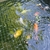 SOLD.   10 large koi carp for sale