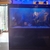 5ft cleair fish tank