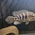 9 to 10 inch Jaguar cichlid