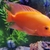 Red Devil Cichlid