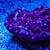 Terminator Chalice LPS Not Sps , Soft coral Marine Frags