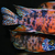 African Cichlids: A group of 50 Aulonacara Orange & Purple Blotch