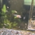 Breeding group of 4 x Adult Red back Manacapuru Angel fish and 6 x juvies