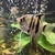 Breeding group of 4 x Adult Red back Manacapuru Angel fish and 6 x juvies