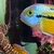 MACAW CICHLID JUVENILES FOR SALE