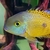 MACAW CICHLID JUVENILES FOR SALE