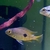 MACAW CICHLID JUVENILES FOR SALE