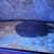 Breeding Pair Mini Marble Stingrays