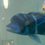 Frontosa blue black humphead and cichlids and catfish sale..